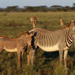 Photo of Zebra