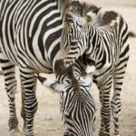 Photos of Zebra