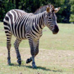 Pics of Zebra