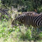 Picture of Zebra