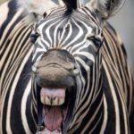 Zebra Teeth Picture