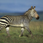 Images of Zebras