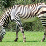 Photos of Zebras