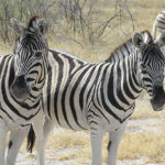 Pictures of Zebras
