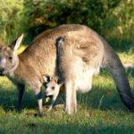 kangaroo Picture