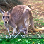 Image of kangaroo Baby