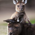 Picture of kangaroo Baby