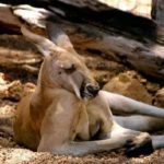 kangaroo Desktop Background Photo