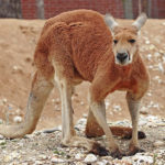 kangaroo Desktop Wallpaper Image