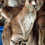 Image of kangaroo