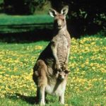 Images of kangaroo