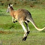 kangaroo Jumping Photo