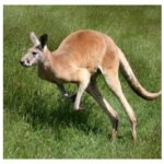 Photo of kangaroo