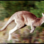 Photos of kangaroo