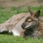 Picture of kangaroo