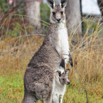 Pictures of kangaroo