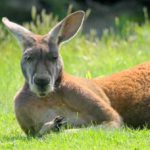 kangaroo Wallpaper Picture