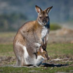 Wallpapers of kangaroo