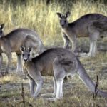 kangaroos Photo