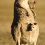 Image of kangaroos