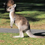Images of kangaroo