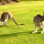 Photos of kangaroos