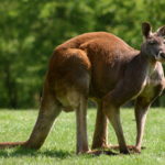 Picture of kangaroos
