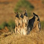 Pictures of kangaroos
