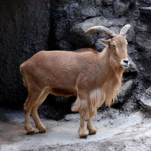 Barbary sheep Picture