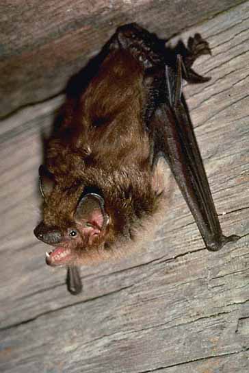 What is the lifespan of a bat?