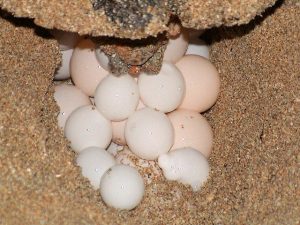 Hawksbill Sea Turtle Eggs Image