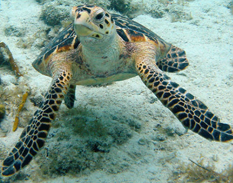 Images of Hawksbill Sea Turtle Picture 2 - Hawksbill Sea Turtle Image