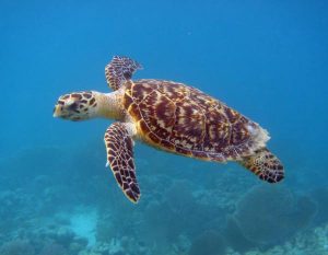 Pictures of Hawksbill Sea Turtle