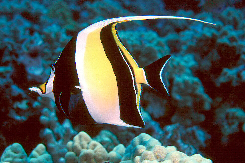 AttÄlu rezultÄti vaicÄjumam âblack white and yellow fishâ