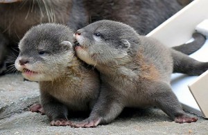 North American River Otter Pups Picture