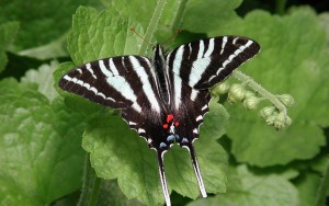 Zebra Swallowtail Butterfly Picture