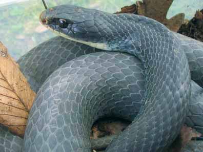 Picture 2 Blue Racer Snake Photo