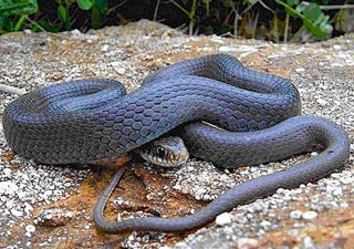 Picture 1 Blue Racer Snake
