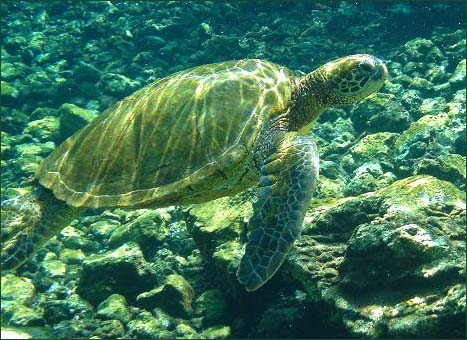 Animal on Picture 1 Green Sea Turtle