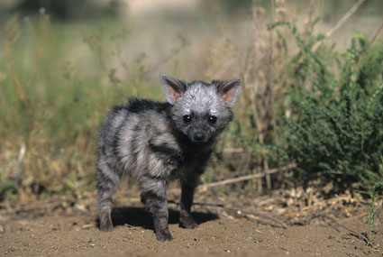 aardwolf pups