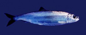 Atlantic Herring Atlantic Herring Picture