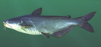 Blue-Catfish.jpg