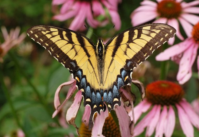 Eastern Tiger Swallowtail