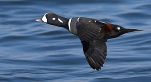 Flying Harlequin Duck Image