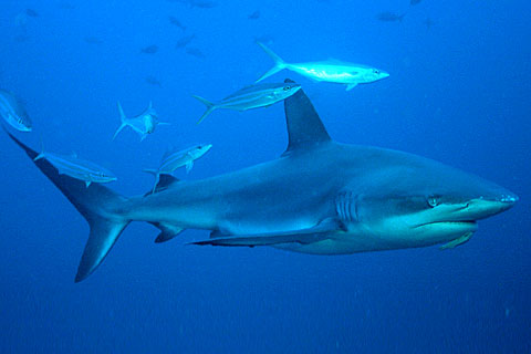 Galapagos Shark Images 10 Perilaku Unik dan Janggal Induk Hewan Pada Anaknya 