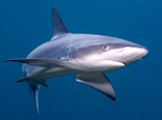 The galapagos shark