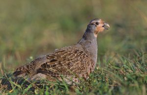 Grey Partridge Picture