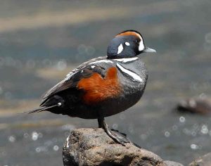 Harlequin Duck Picture