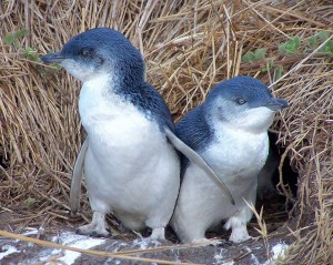 Images of Little Penguin