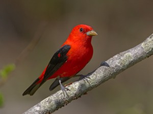 Scarlet Tanager Picture